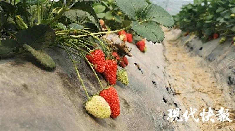 茅台咖啡出圈<strong></p>
<p>币圈怎么玩</strong>！种业跨界怎么玩？