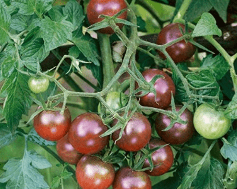 茅台咖啡出圈<strong></p>
<p>币圈怎么玩</strong>！种业跨界怎么玩？