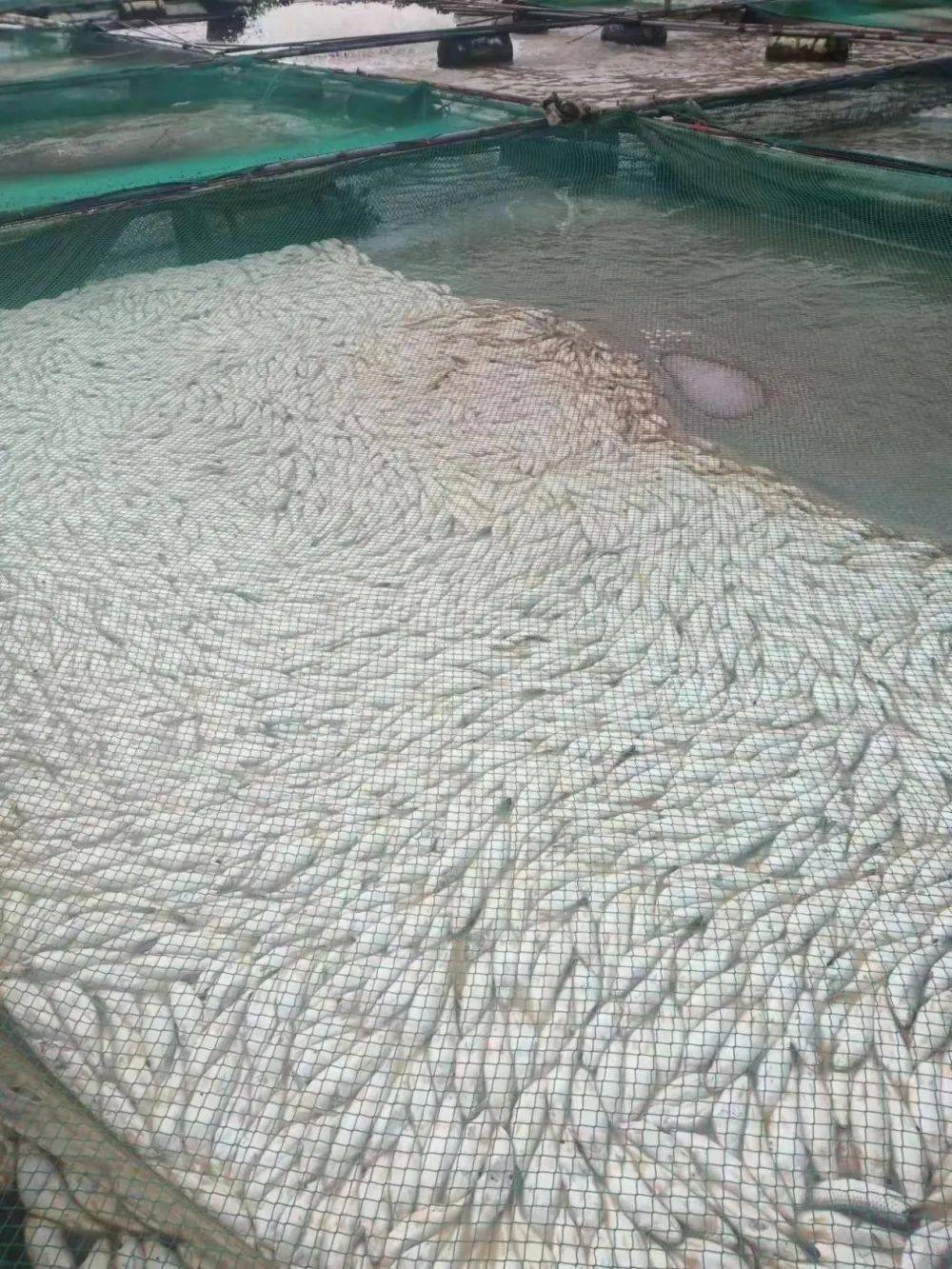 大单噢~南宁一鱼塘大量鱼类死亡，损失达一百多万人民币！怎么回事？