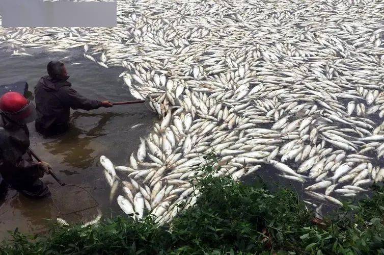 大单噢~南宁一鱼塘大量鱼类死亡<strong></p>
<p>币多网怎么交易</strong>,损失达一百多万人民币!怎么回事?