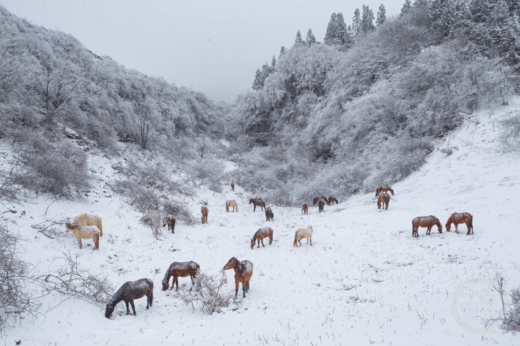 下҈雪҈҈<strong></p>
<p>波场币</strong>,了!重庆多地迎今冬第一场,雪景走一波