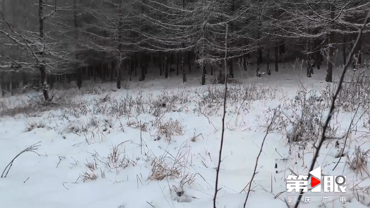 下҈雪҈҈<strong></p>
<p>波场币</strong>,了!重庆多地迎今冬第一场,雪景走一波