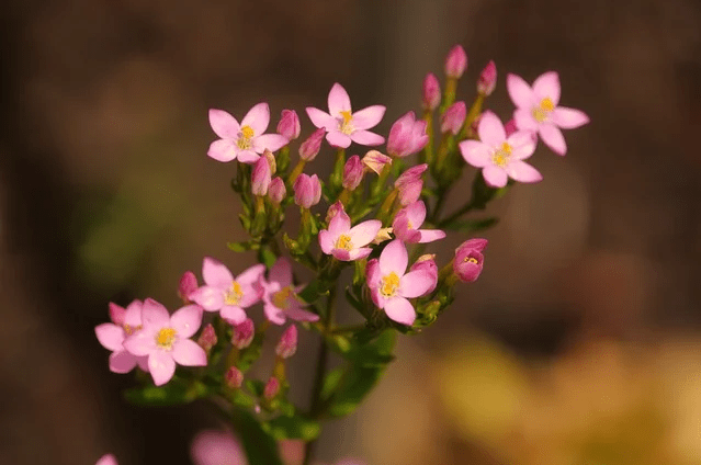 沪深300etf期权平台怎么交易？