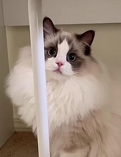 猫咪界中的仙女猫<strong></p>
<p>猫币</strong>,颜值和身价成正比,网友:行走的人民币啊!