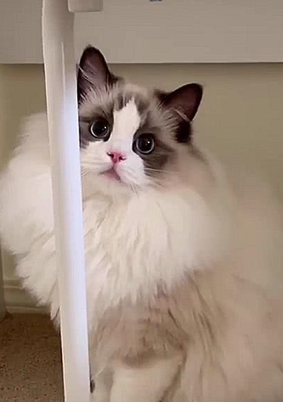 猫咪界中的仙女猫<strong></p>
<p>猫币</strong>,颜值和身价成正比,网友:行走的人民币啊!