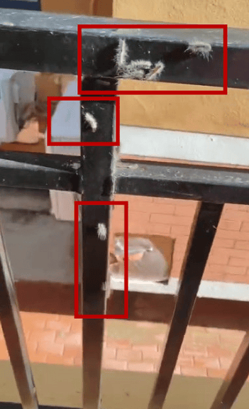 头皮发麻<strong></p>
<p>币安交易所</strong>！大连一小区栏杆上出现白色的毛毛虫……