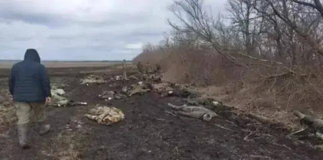 乌克兰军队又又又崩溃<strong></p>
<p>币安网交易平台</strong>,俄军即将逼近扎波罗热州界?