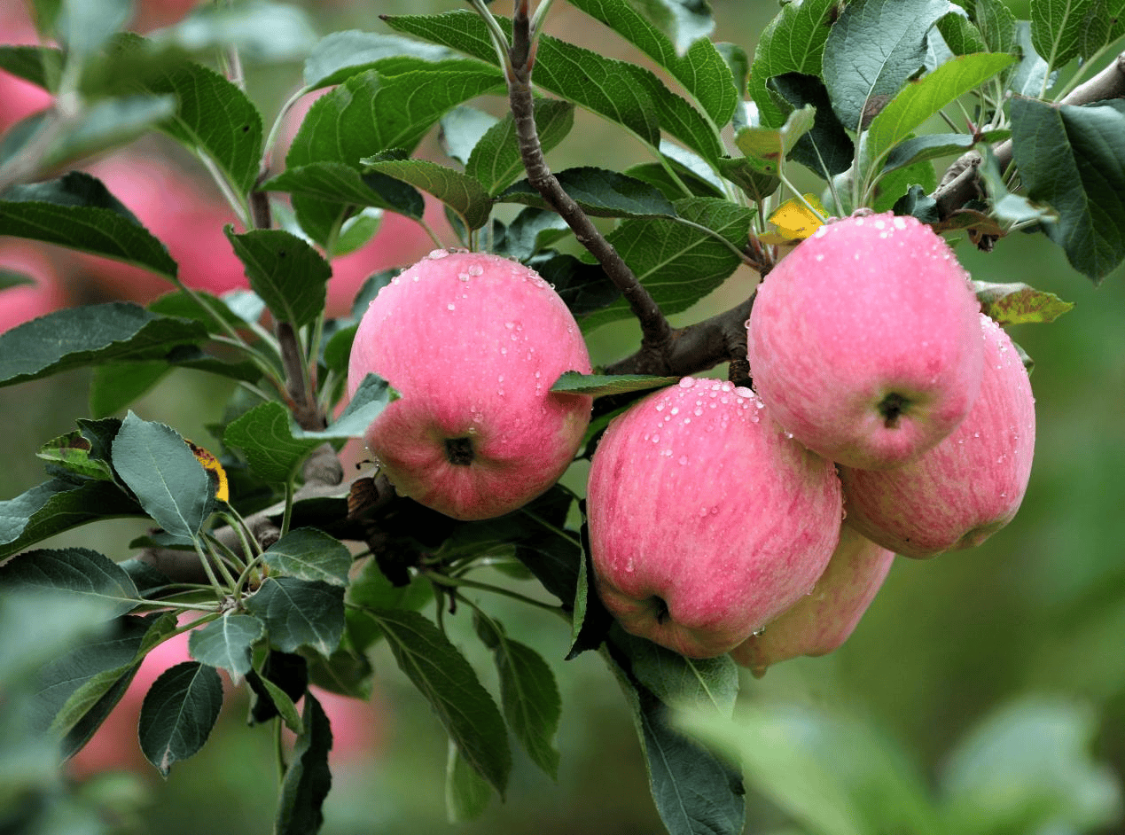 “含糖量”极高<strong></p>
<p>安币数字货币</strong>!解锁“北方水果公园”山西万荣的甜蜜