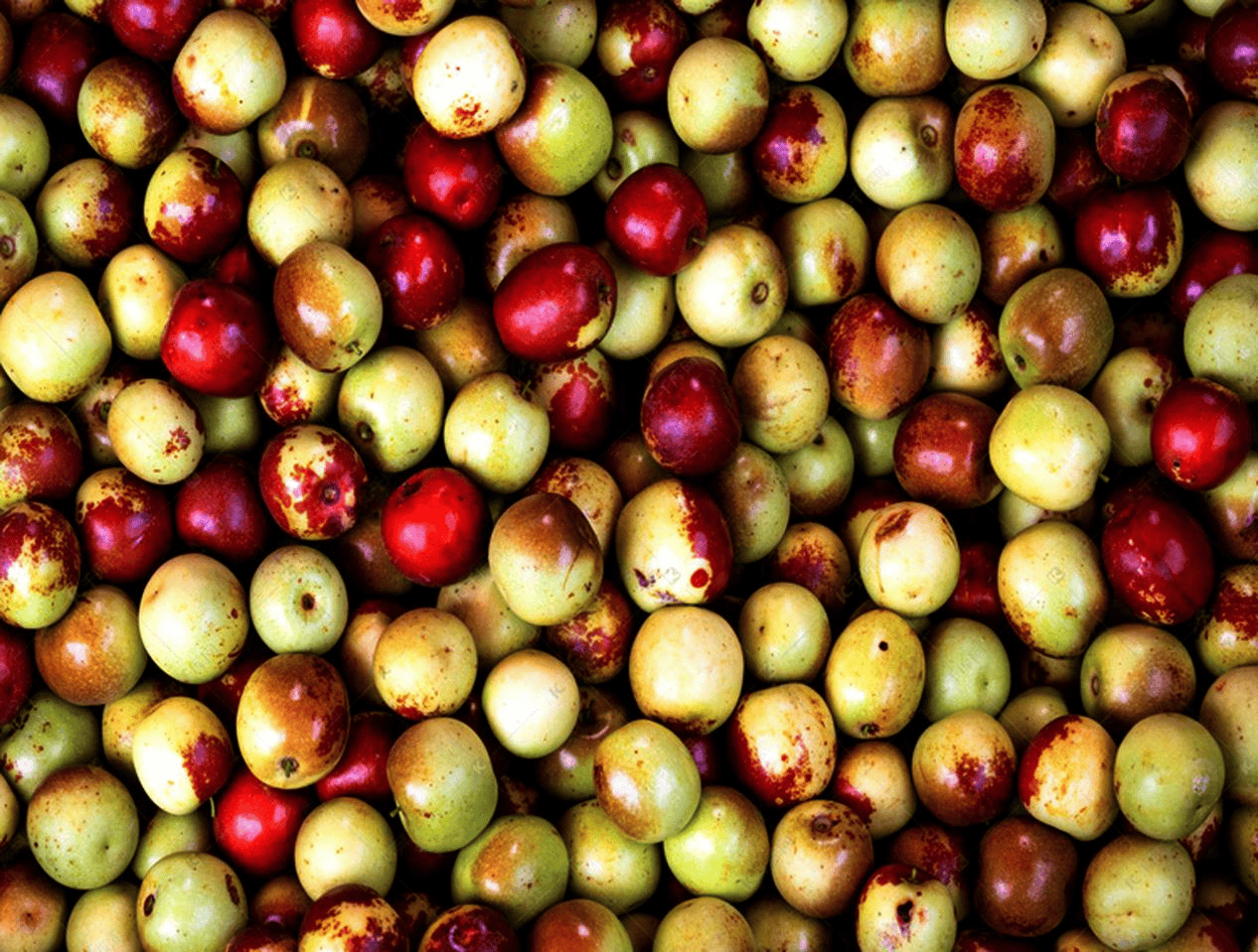 “含糖量”极高<strong></p>
<p>安币数字货币</strong>!解锁“北方水果公园”山西万荣的甜蜜