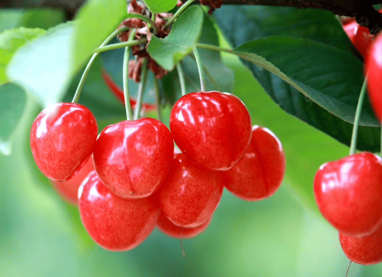 “含糖量”极高<strong></p>
<p>安币数字货币</strong>!解锁“北方水果公园”山西万荣的甜蜜