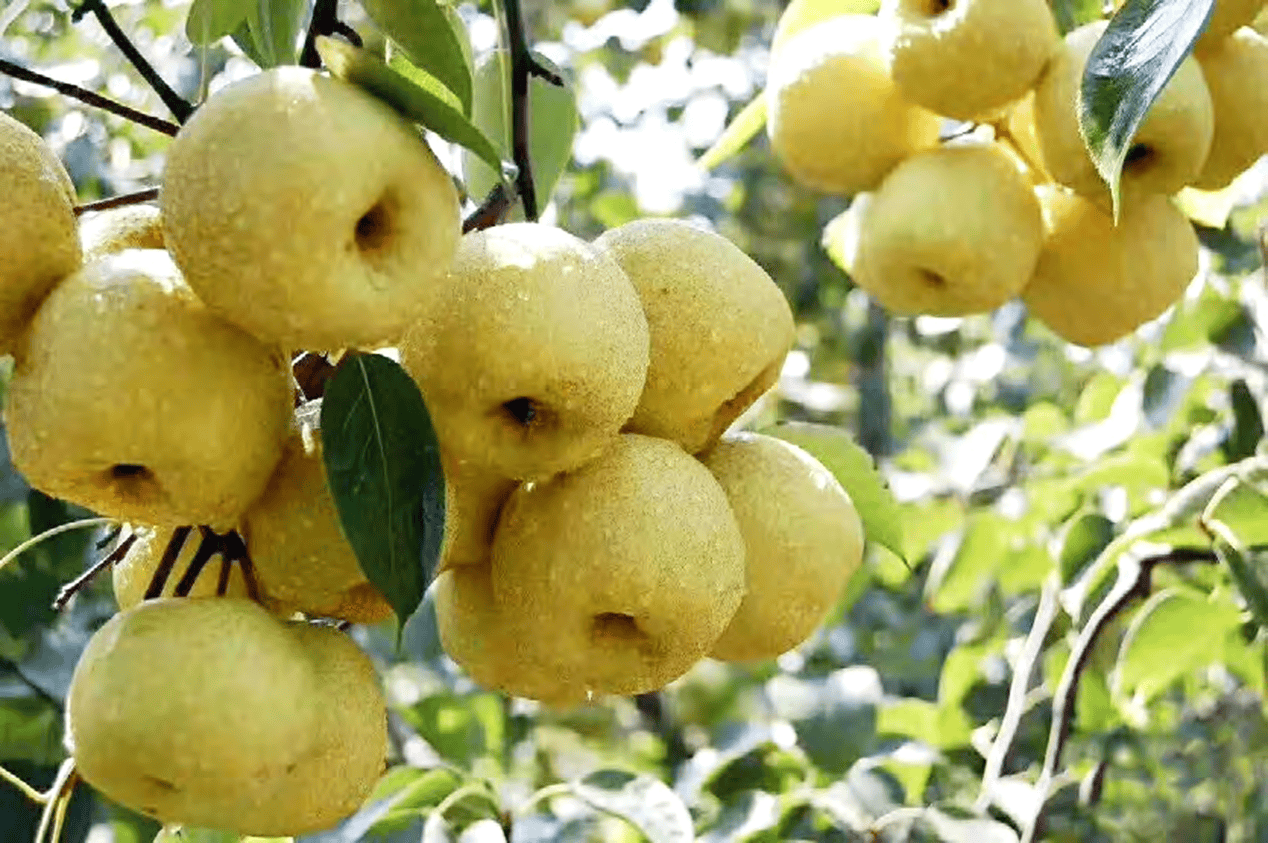 “含糖量”极高<strong></p>
<p>安币数字货币</strong>!解锁“北方水果公园”山西万荣的甜蜜