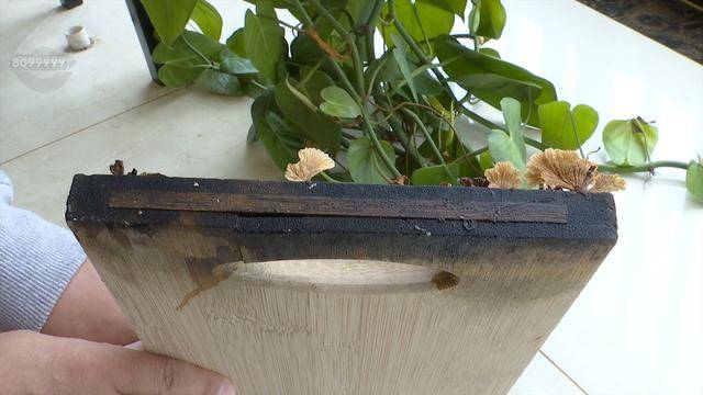 “可以蒸蛋”!昆明一女子家中搓衣板上长菌<strong></p>
<p>币安老板</strong>,品种竟是……