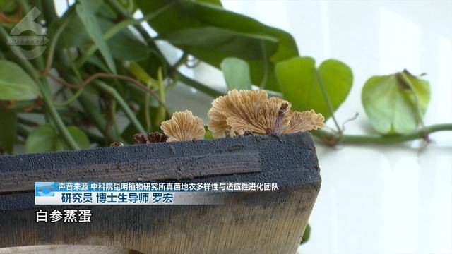 “可以蒸蛋”!昆明一女子家中搓衣板上长菌<strong></p>
<p>币安老板</strong>,品种竟是……