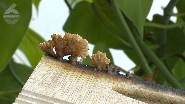 “可以蒸蛋”!昆明一女子家中搓衣板上长菌<strong></p>
<p>币安老板</strong>,品种竟是……