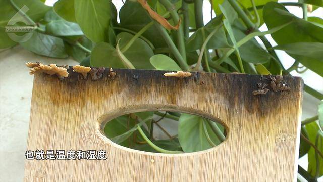 “可以蒸蛋”!昆明一女子家中搓衣板上长菌<strong></p>
<p>币安老板</strong>,品种竟是……