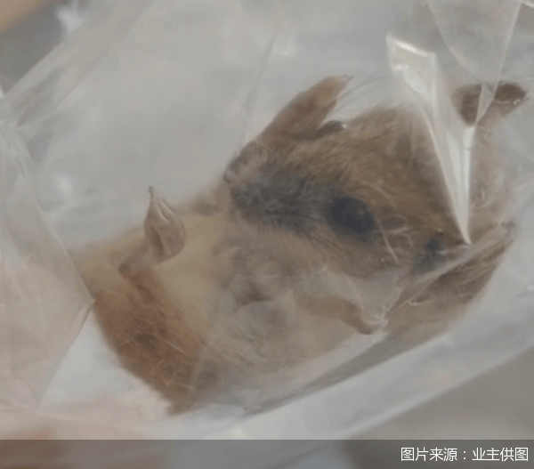 老鼠乱窜、直饮水发黄<strong></p>
<p>ieo币安</strong>,北京业主千万元买的和锦诚园居然是这样