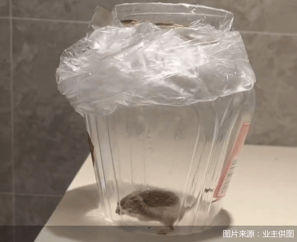 老鼠乱窜、直饮水发黄<strong></p>
<p>ieo币安</strong>,北京业主千万元买的和锦诚园居然是这样