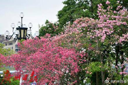 冷空气明天凌晨到达广州市区<strong></p>
<p>币安结算</strong>，后天起转为晴冷