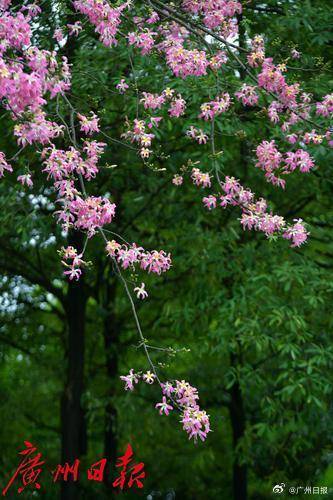 冷空气明天凌晨到达广州市区<strong></p>
<p>币安结算</strong>，后天起转为晴冷