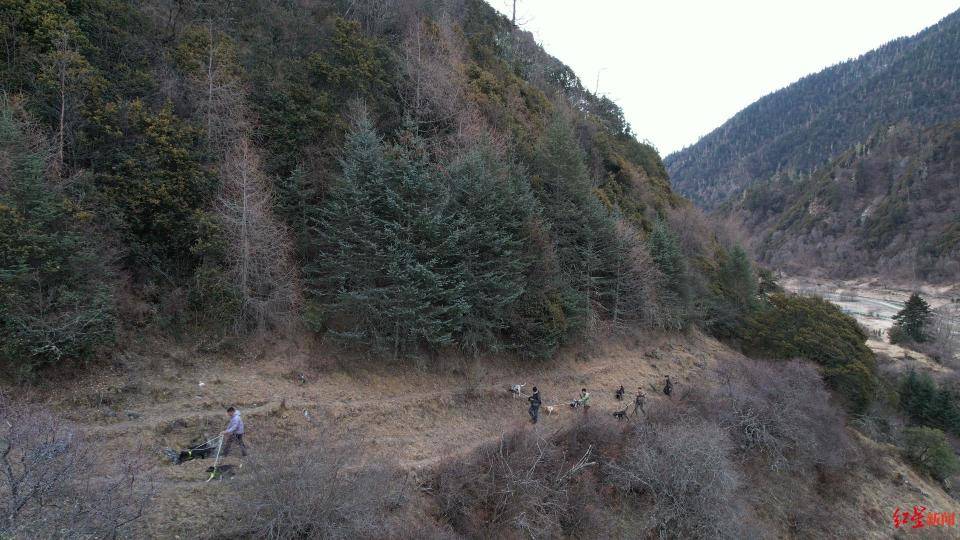 揭秘“野猪猎捕队”丨海拔3000米高山密林<strong></p>
<p>币安合约</strong>,记者跟队直击猎捕野猪全过程