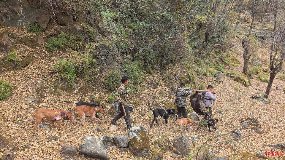 揭秘“野猪猎捕队”丨海拔3000米高山密林<strong></p>
<p>币安合约</strong>,记者跟队直击猎捕野猪全过程