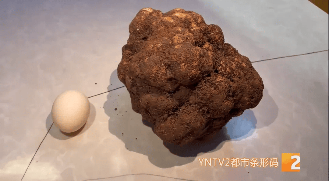 昆明一村民挖到1.7公斤超大松露<strong></p>
<p>币安合约</strong>!“看都看不够”