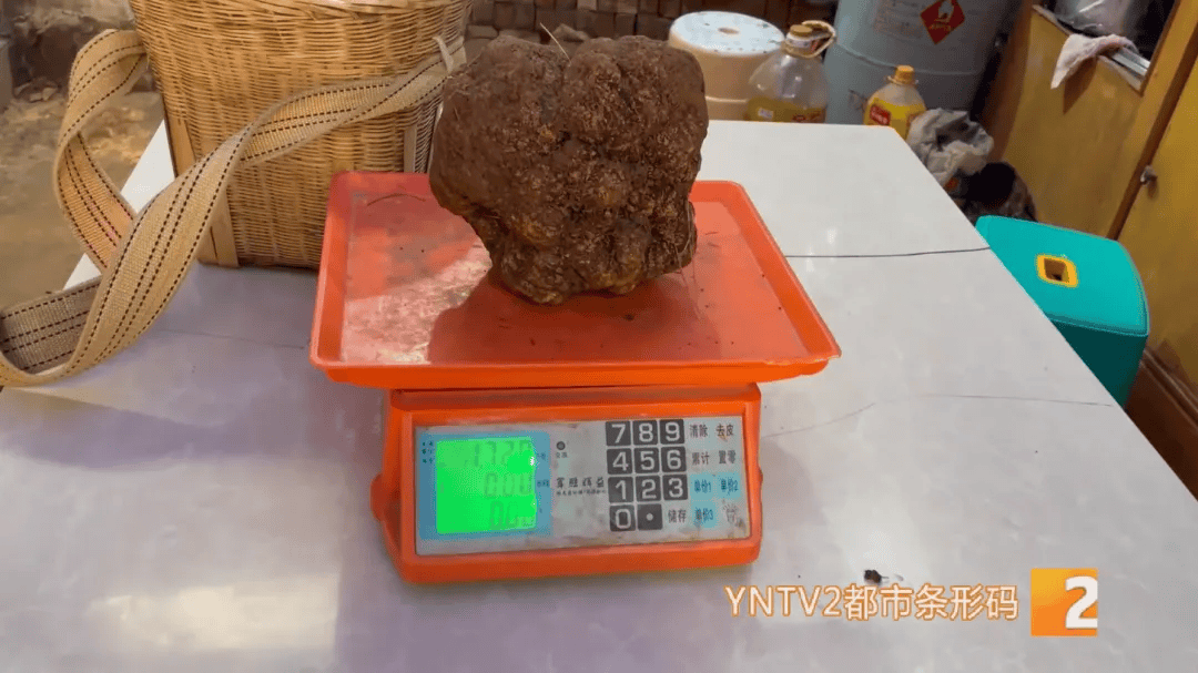 昆明一村民挖到1.7公斤超大松露<strong></p>
<p>币安合约</strong>!“看都看不够”