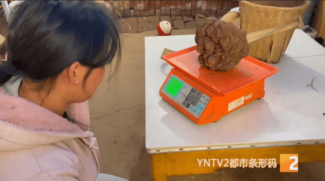 昆明一村民挖到1.7公斤超大松露<strong></p>
<p>币安合约</strong>!“看都看不够”