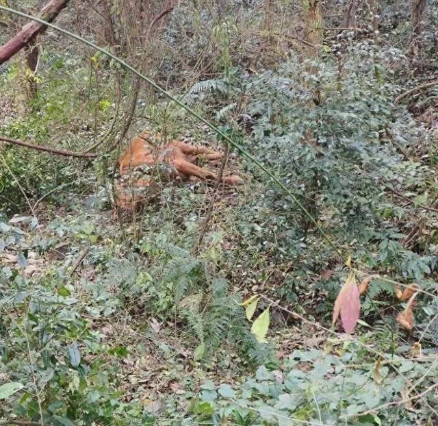 攻击性极强<strong></p>
<p>币安注册教程</strong>!浙江警方确认:当场击毙