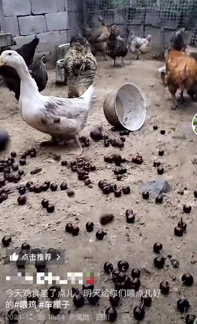 车厘子喂鸡惹争议 四川汉源果农回应:旧视频<strong></p>
<p>币安官网网址</strong>,喂鸡的是“次果”