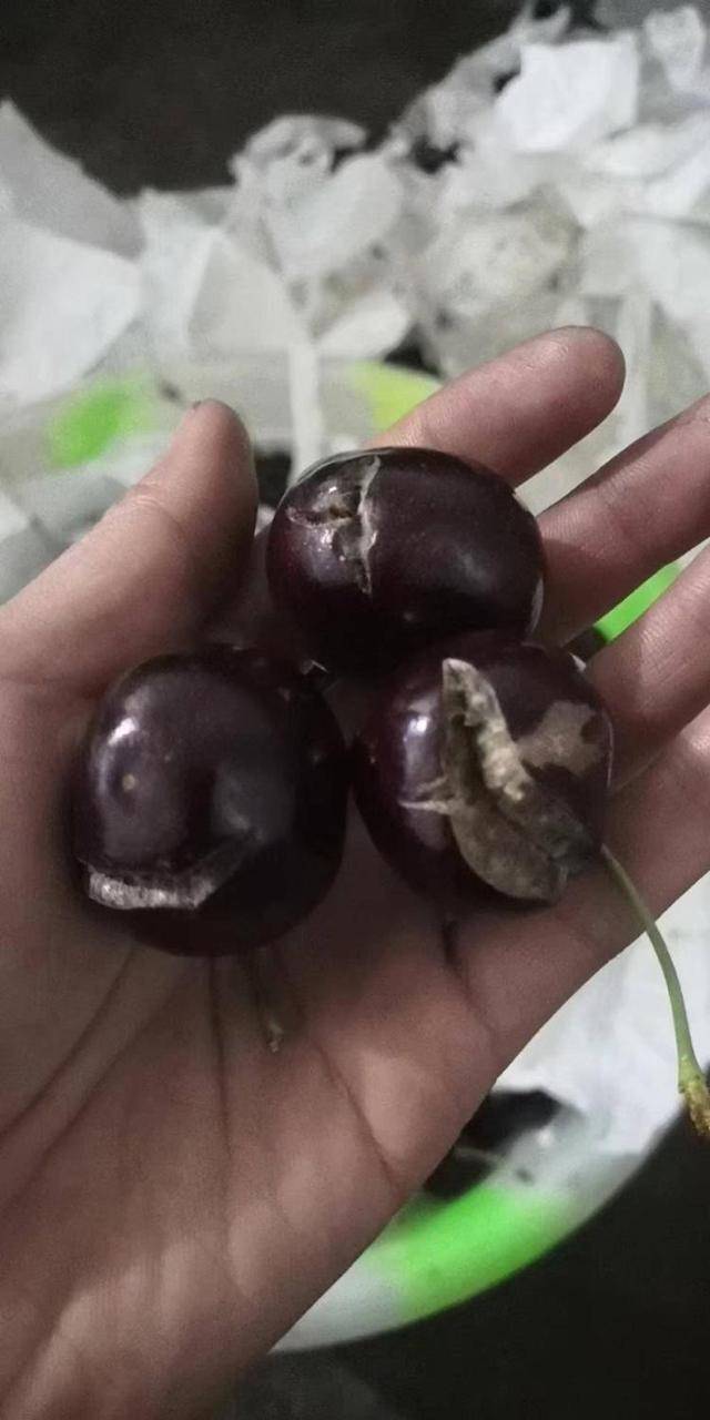 车厘子喂鸡惹争议 四川汉源果农回应:旧视频<strong></p>
<p>币安官网网址</strong>,喂鸡的是“次果”