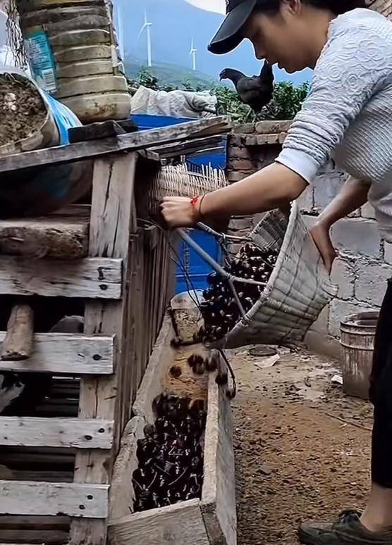 车厘子喂鸡惹争议 四川汉源果农回应:旧视频<strong></p>
<p>币安官网网址</strong>,喂鸡的是“次果”