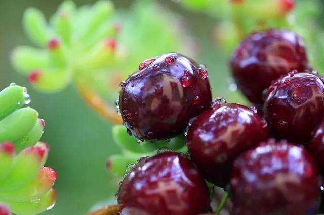 车厘子喂鸡惹争议 四川汉源果农回应:旧视频<strong></p>
<p>币安官网网址</strong>,喂鸡的是“次果”