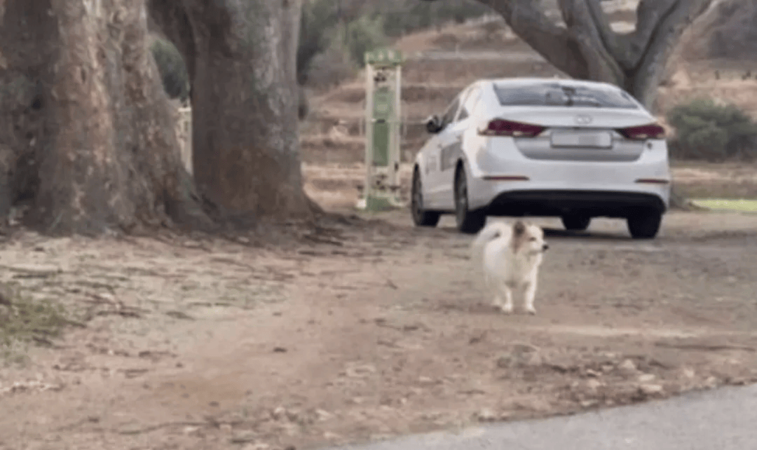 韩国空难机长最后动作曝光<strong></p>
<p>币安比货币</strong>,“他可能一直紧握操纵杆坚持到了最后”!涉嫌职务过失致死,涉事航司高管被禁止出国!调查中飞机残骸再次起火