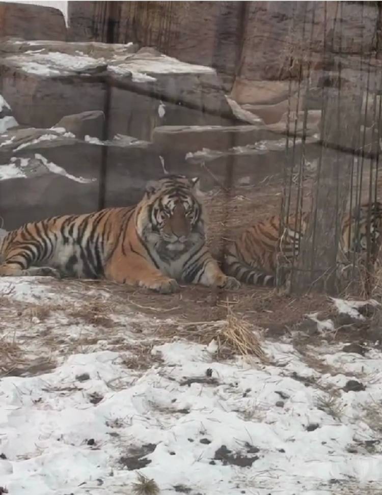 一口都吃不下?“南方小土豆”给哈尔滨的东北虎喂得都走不动道了<strong></p>
<p>币安比货币</strong>!