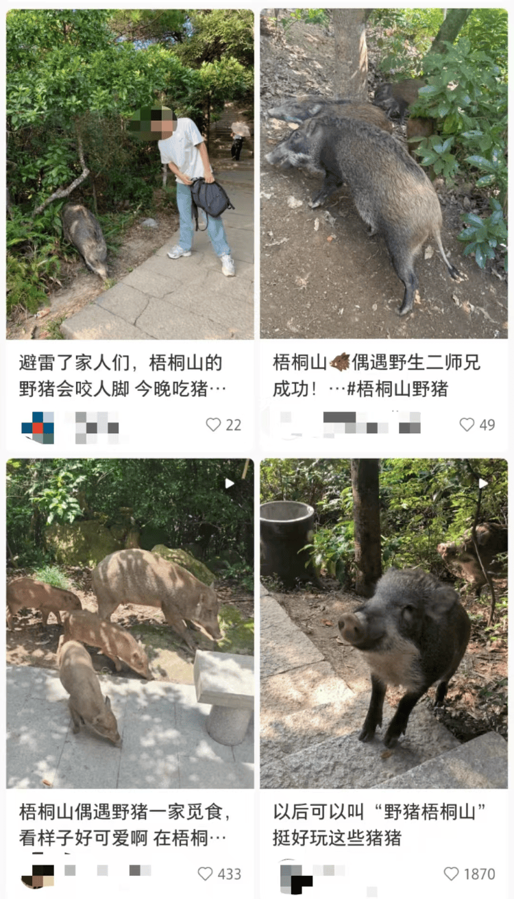 深圳梧桐山网红野猪下崽？市民拍到“一家人整整齐齐”<strong></p>
<p>币安币机制</strong>，管理处：天天都有人投喂