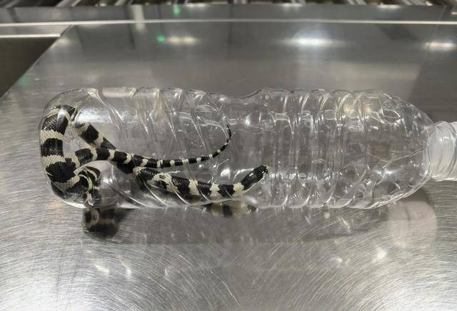 毛骨悚然<strong></p>
<p>币安官网app最新版下载</strong>，口袋内突然探出蛇头，杭州机场一女孩携带活蛇过安检