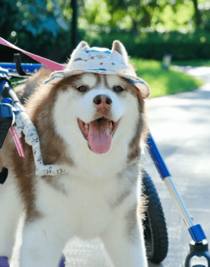 3000万只宠物的养老<strong></p>
<p>币安币矿池</strong>,难倒了年轻人