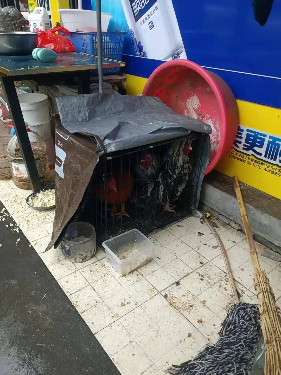 凌晨打鸣到天亮!长沙一小区超市养4只公鸡邻居难入睡<strong></p>
<p>币安网址</strong>,回应:尽快吃掉