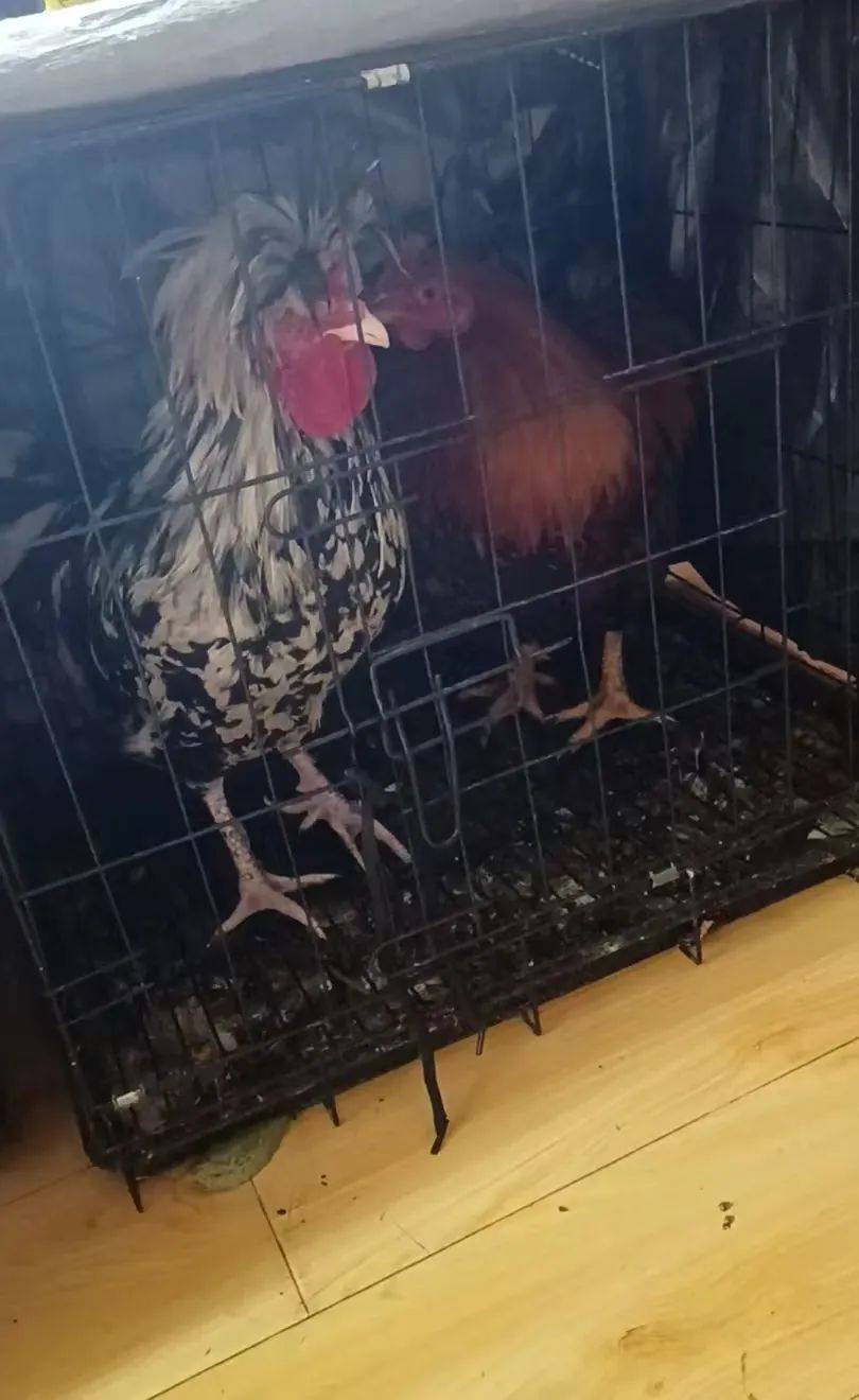 凌晨打鸣到天亮!长沙一小区超市养4只公鸡邻居难入睡<strong></p>
<p>币安网址</strong>,回应:尽快吃掉