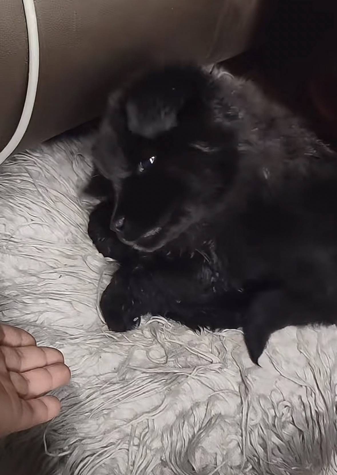 重庆男子在理塘旅游送当地小孩零食<strong></p>
<p>币安网址</strong>，反被赠三只藏獒，“他们把我当做很好的客人”