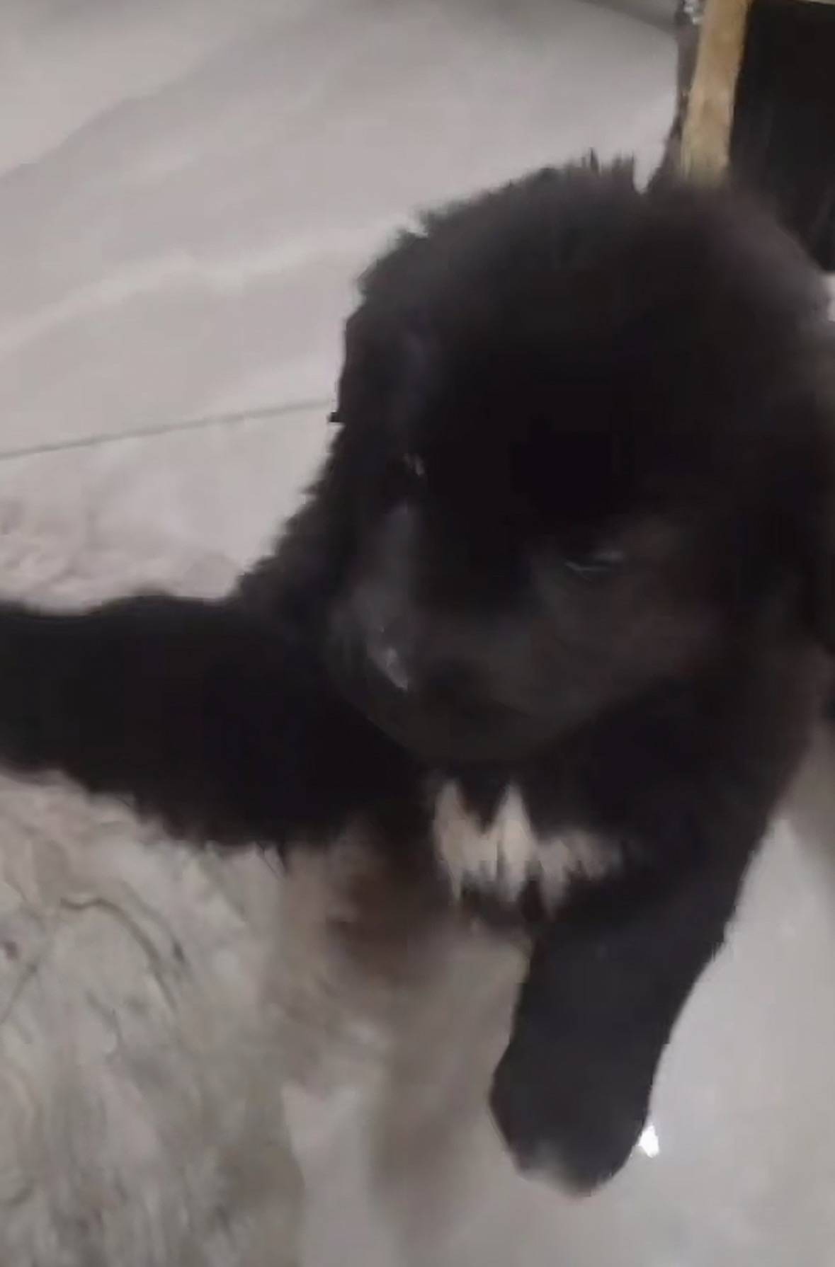 重庆男子在理塘旅游送当地小孩零食<strong></p>
<p>币安网址</strong>，反被赠三只藏獒，“他们把我当做很好的客人”