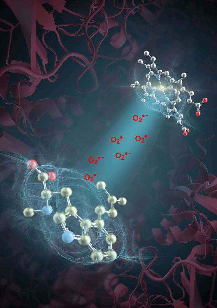 突破性进展<strong></p>
<p>币安法币账户</strong>！我国科学家发现活性氧超氧阴离子是药物分子合成催化剂