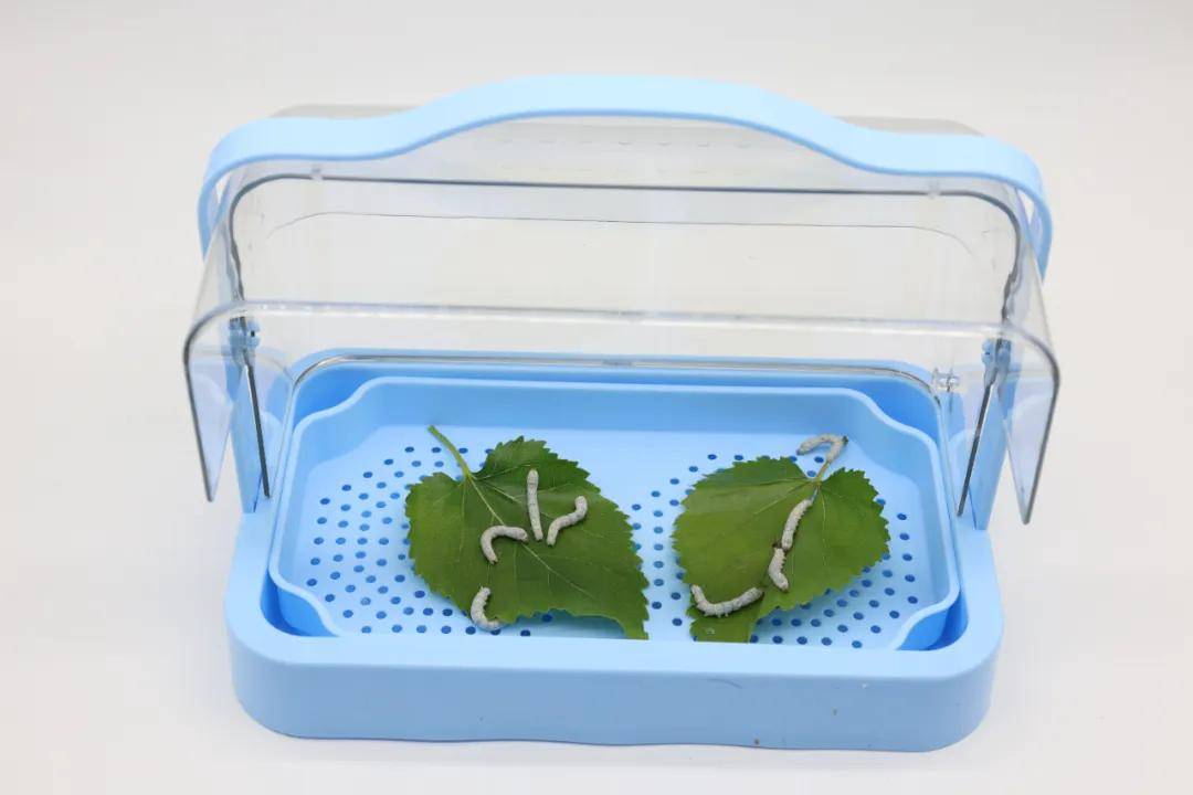 一年卖出1亿条虫!迷倒全国“10后”的小生意<strong></p>
<p>莱特币安卓挖矿</strong>,有人年入千万