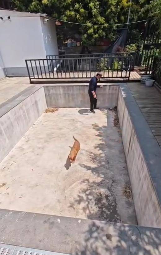 老鼠掉进泳池<strong></p>
<p>币安ftx</strong>，广东大叔出动鸡猫狗团队，结果全被老鼠吓跑！网友坐不住纷纷晒战绩