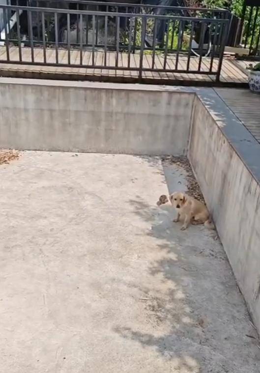 老鼠掉进泳池<strong></p>
<p>币安ftx</strong>，广东大叔出动鸡猫狗团队，结果全被老鼠吓跑！网友坐不住纷纷晒战绩