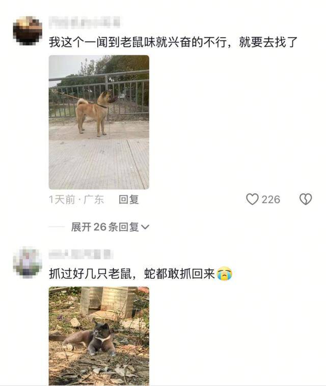 老鼠掉进泳池<strong></p>
<p>币安ftx</strong>，广东大叔出动鸡猫狗团队，结果全被老鼠吓跑！网友坐不住纷纷晒战绩