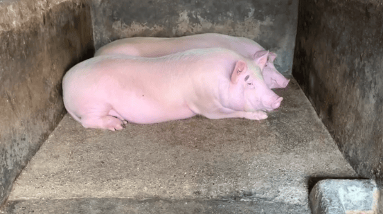 潮汕一孙女怕78岁爷爷无聊给他买了两头猪:猪被养得干净粉嫩<strong></p>
<p>币安ftx</strong>,享受和孙女一样的待遇