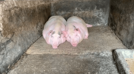 潮汕一孙女怕78岁爷爷无聊给他买了两头猪:猪被养得干净粉嫩<strong></p>
<p>币安ftx</strong>,享受和孙女一样的待遇