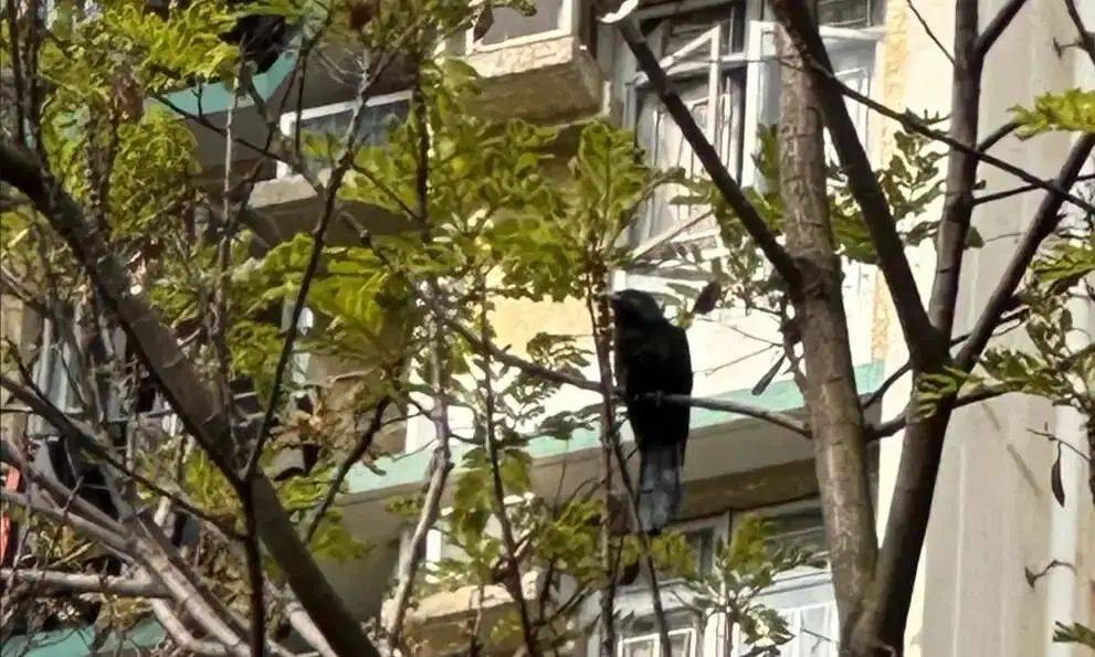 “周末想睡个懒觉都不行”<strong></p>
<p>币安火币中币</strong>,有多少深圳人被这种鸟吵到神经衰弱